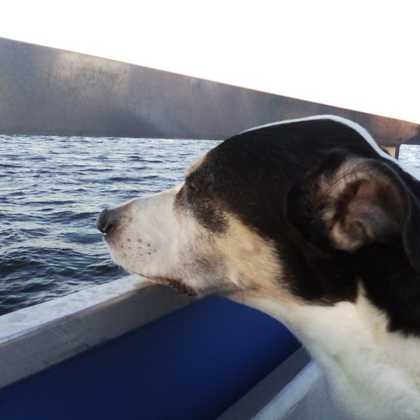 Dog looking at the ocean