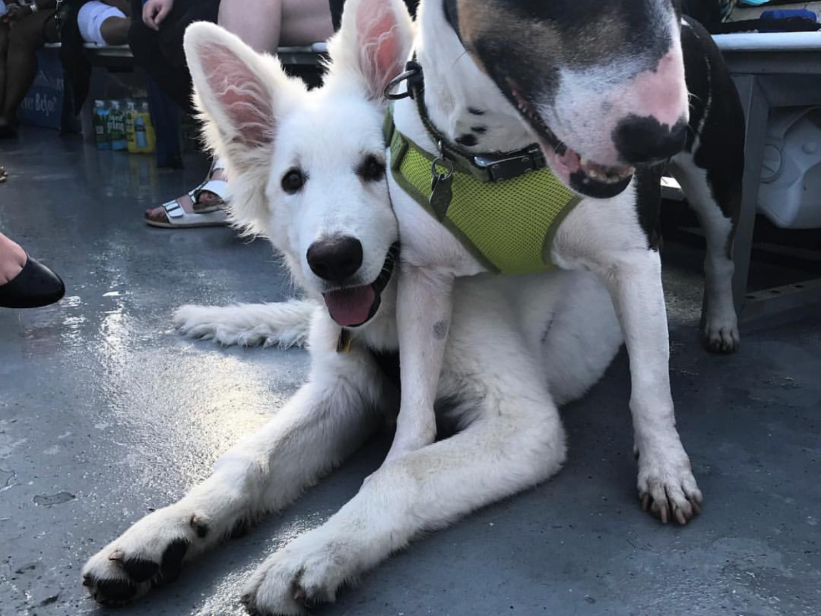 Dogs on the boat