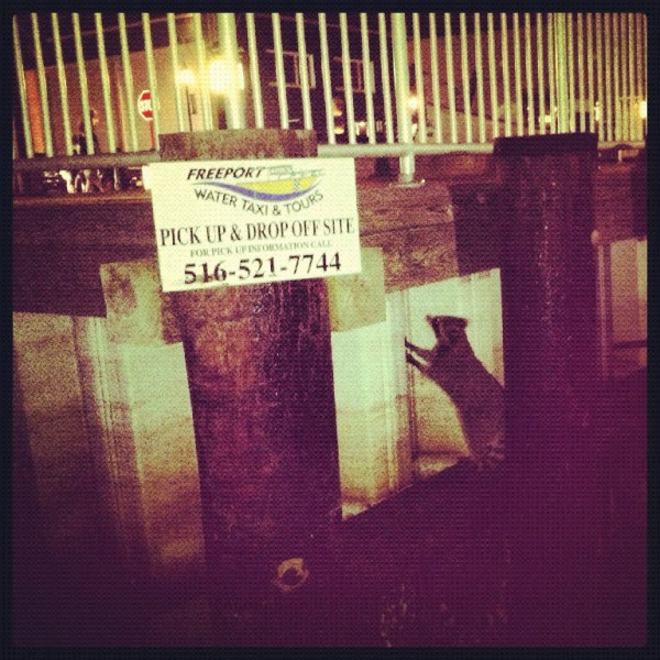 Racoon by the boat
