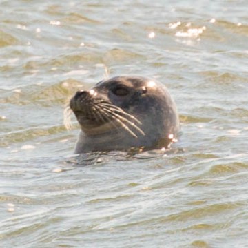 Seal head out of water