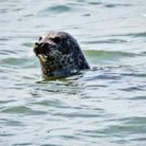 Seal poking head out of water