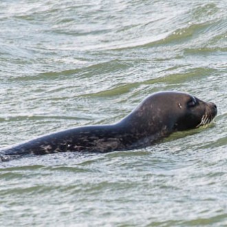 Seal in water